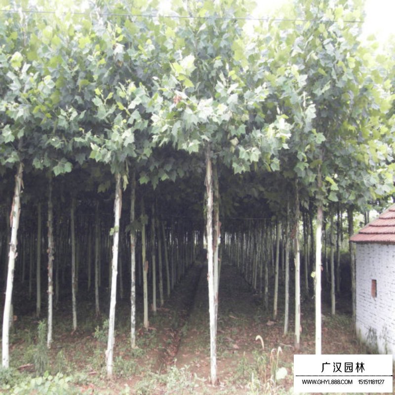 法桐樹施肥技術