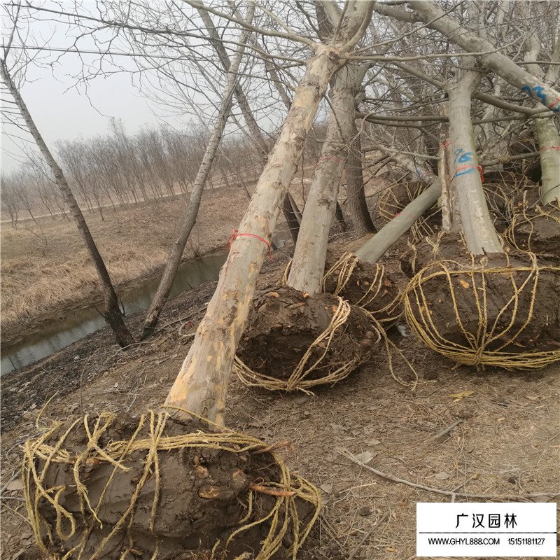 法桐養護管理