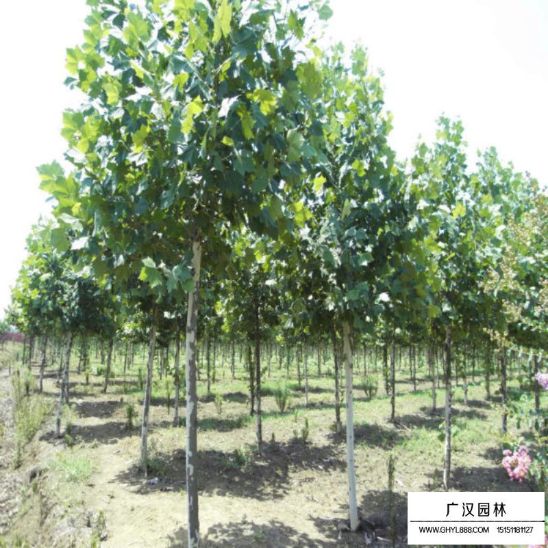 如何分辨法桐、梧桐和泡桐(圖1)