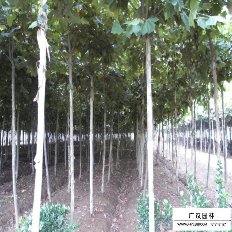 如何分辨法桐、梧桐和泡桐(圖2)