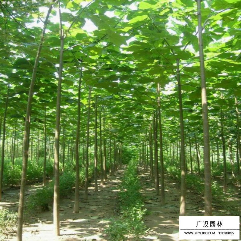 如何分辨法桐、梧桐和泡桐(圖3)