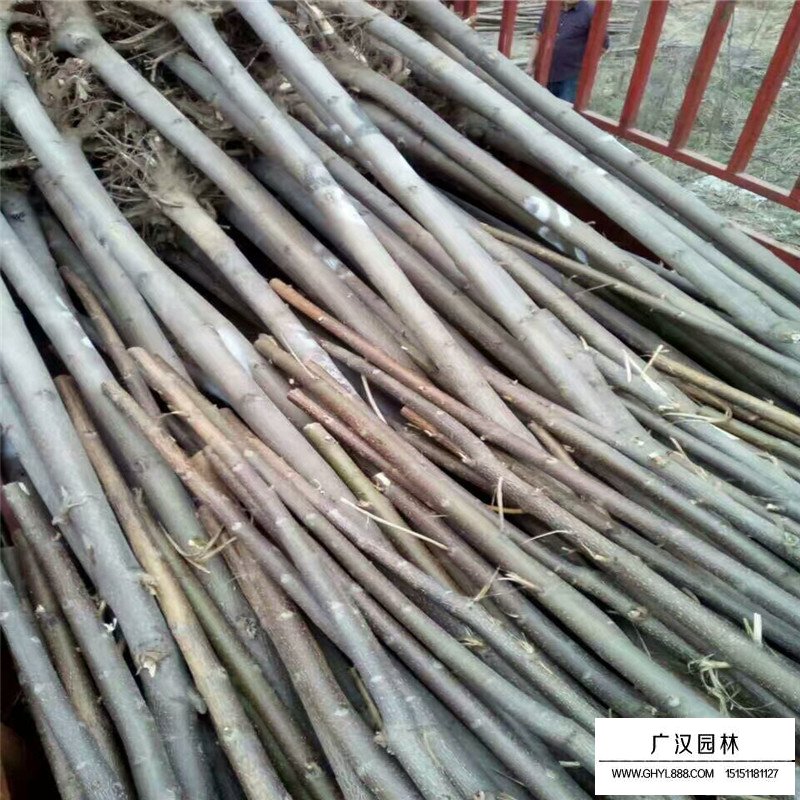 如何分辨法桐、梧桐和泡桐(圖5)