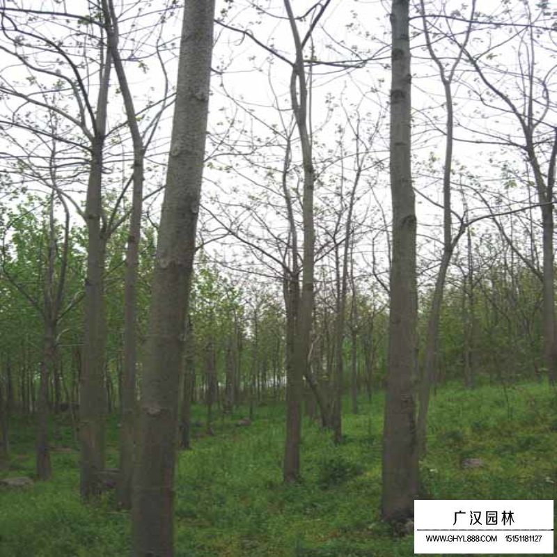 如何分辨法桐、梧桐和泡桐(圖6)