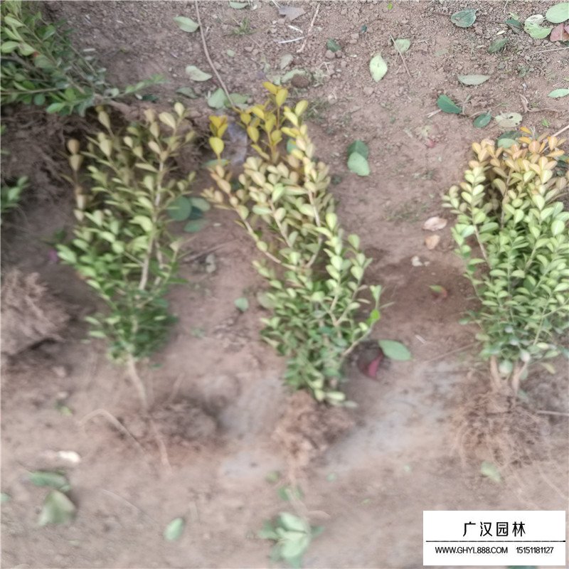 瓜子黃楊苗