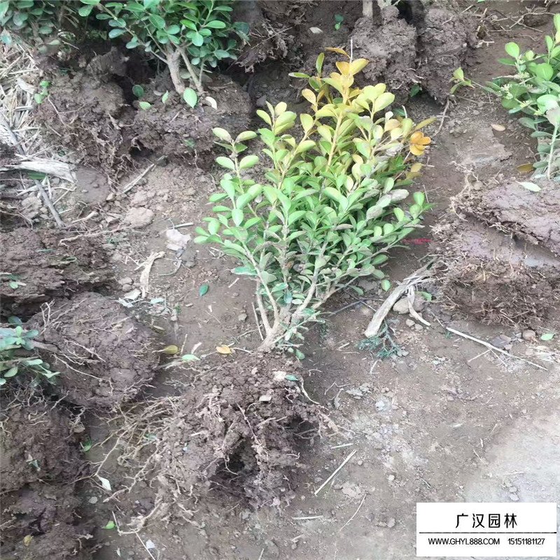瓜子黃楊苗