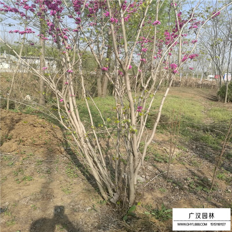 叢生紫荊價格