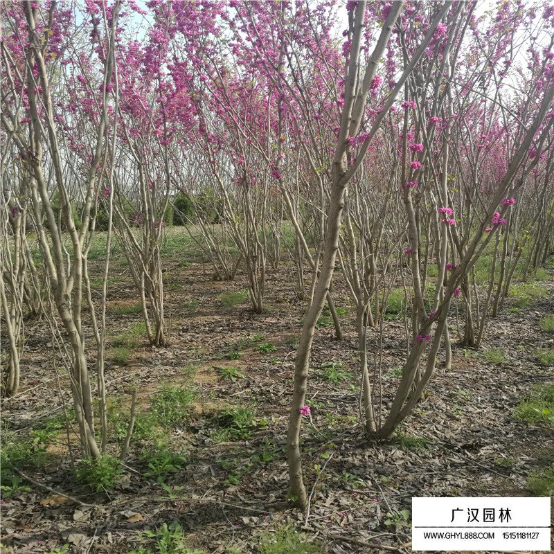 叢生紫荊價格