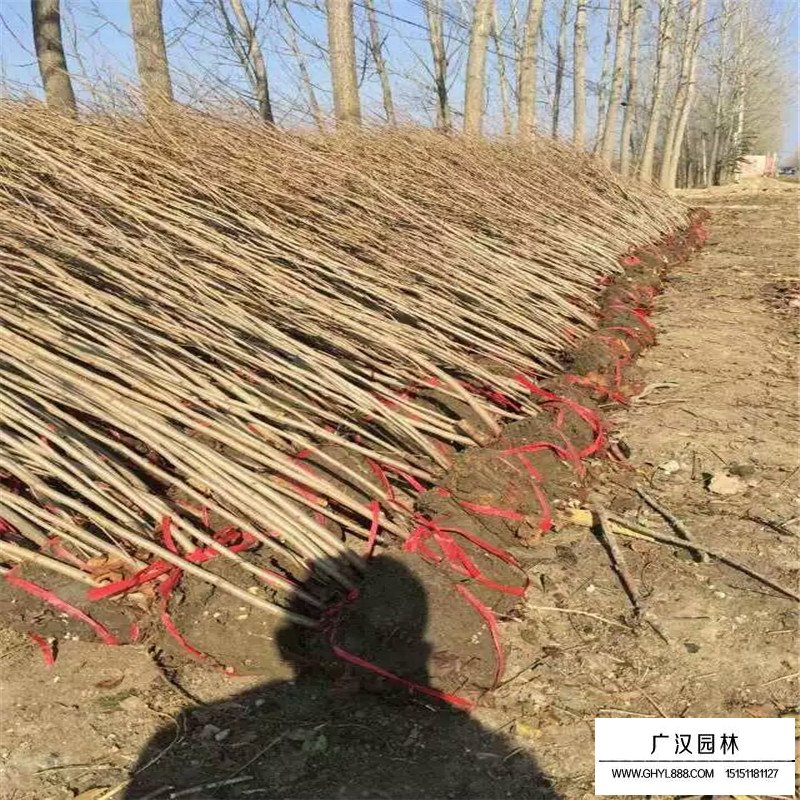 叢生紫荊價格