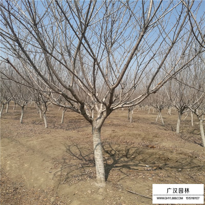 日本晚櫻最新價格