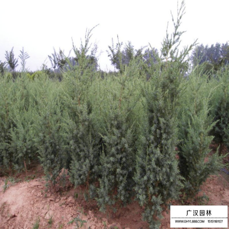 刺柏最新價格