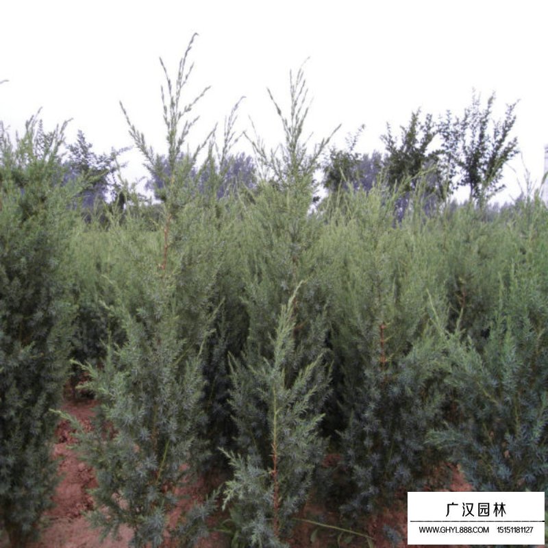 刺柏最新價格
