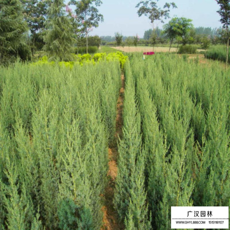 刺柏最新價格