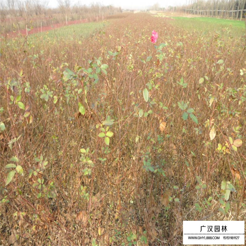 提高豐花月季成活率