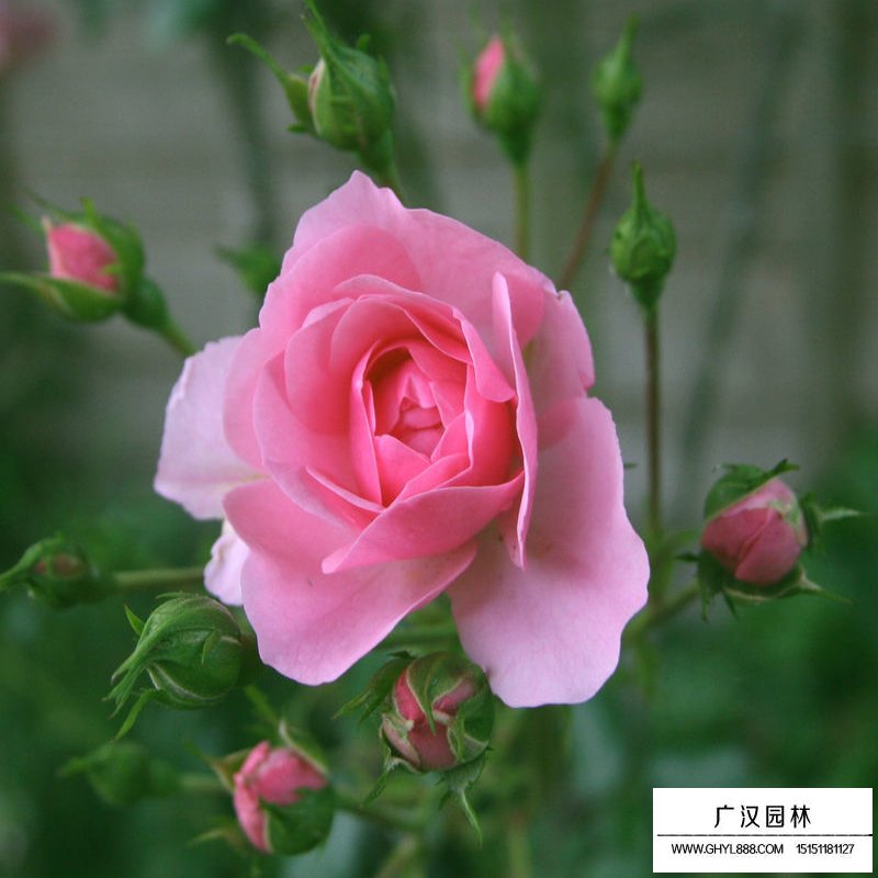 提高豐花月季成活率