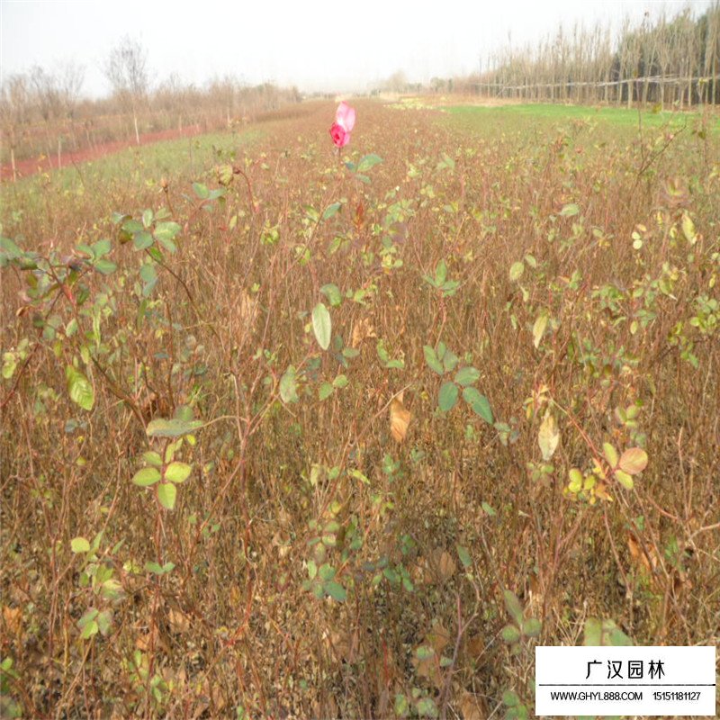 豐花月季基地