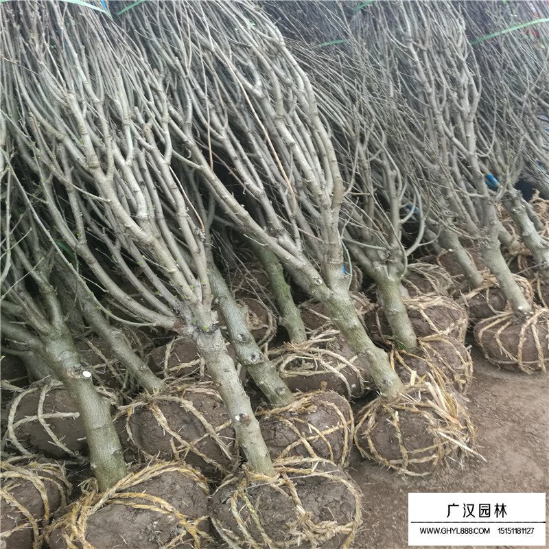木槿栽培技術