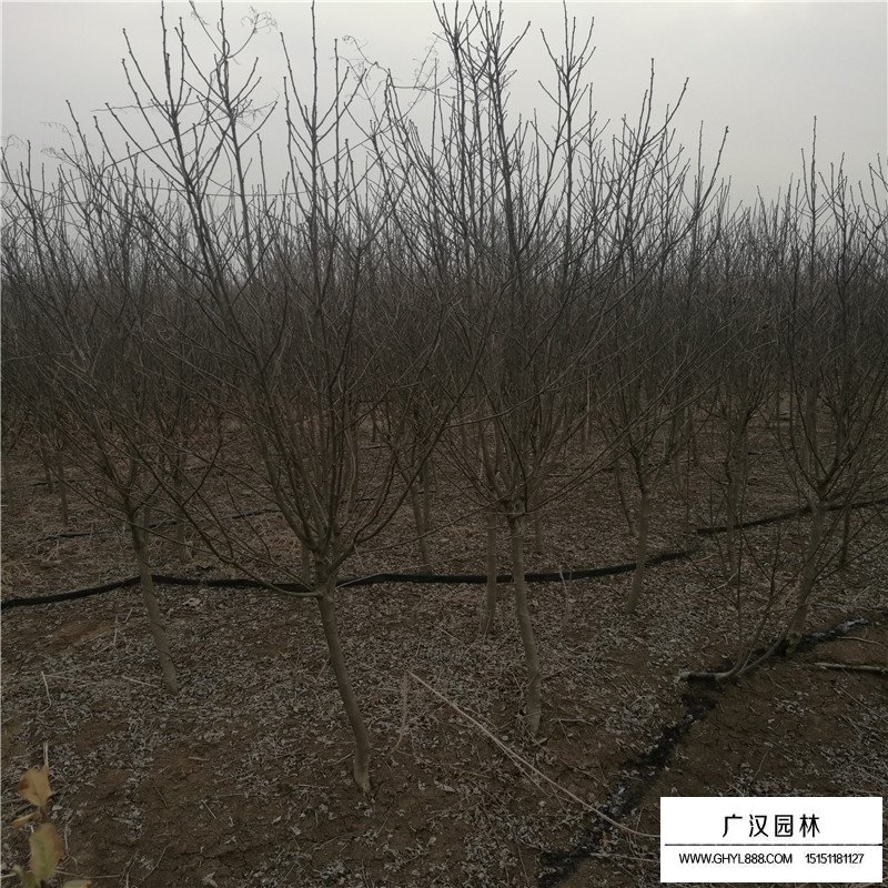 木槿的栽培技術(圖3)