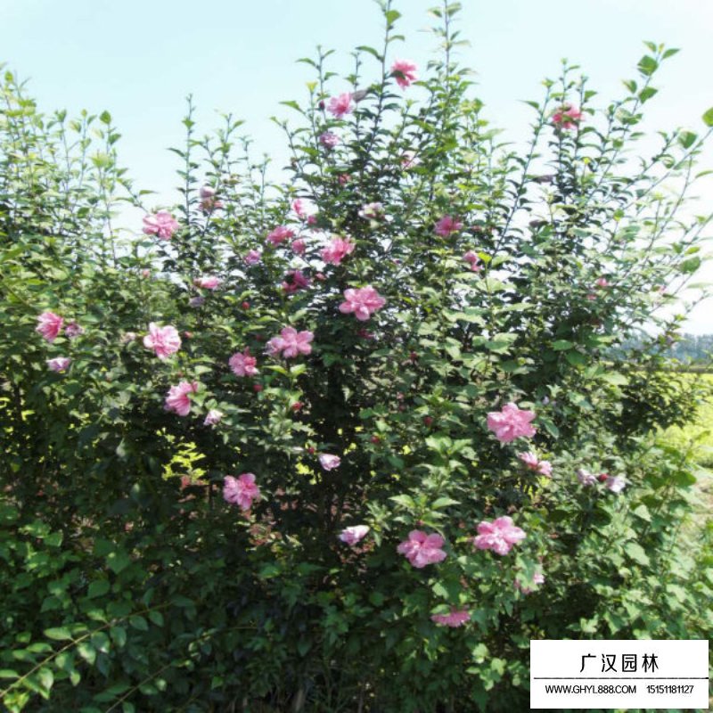 木槿冬育枝夏育蕾的注意事項(圖2)