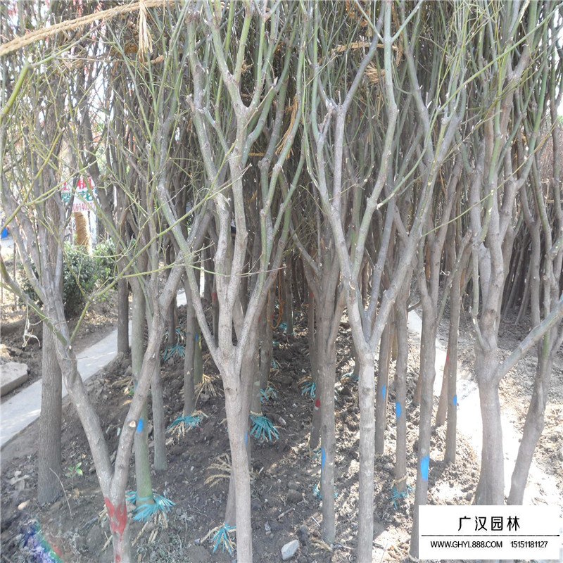青楓的繁殖方法