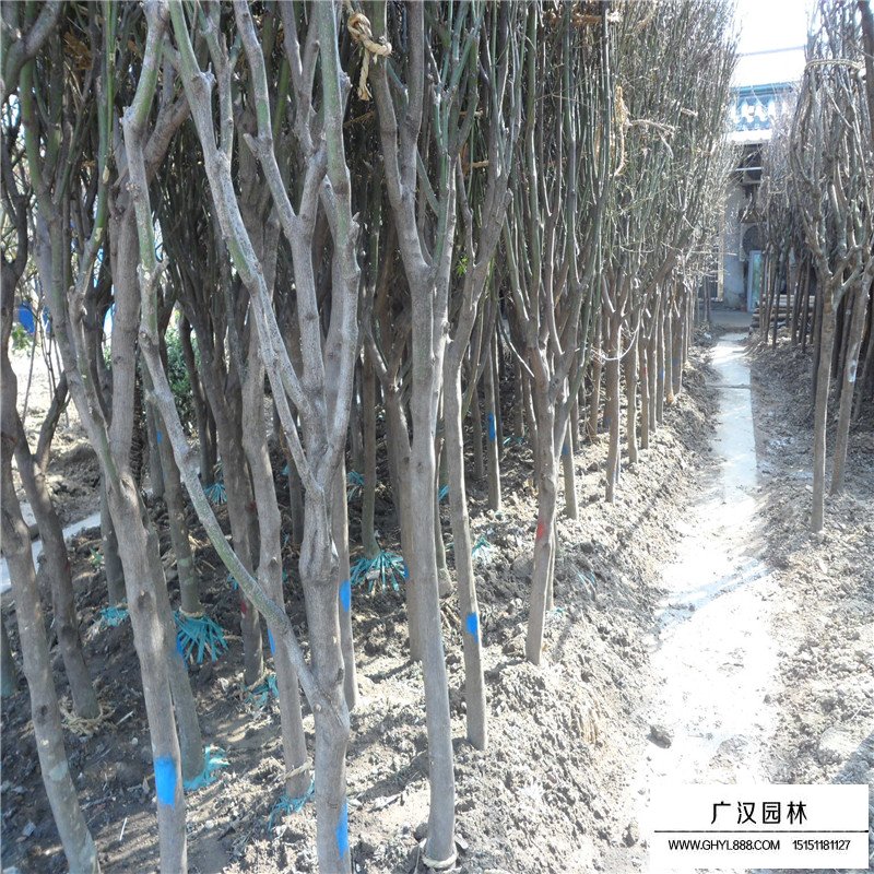 青楓嫁接方法