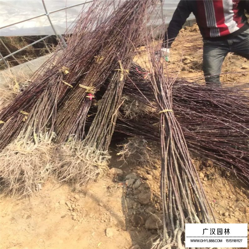 青楓與紅楓的區別