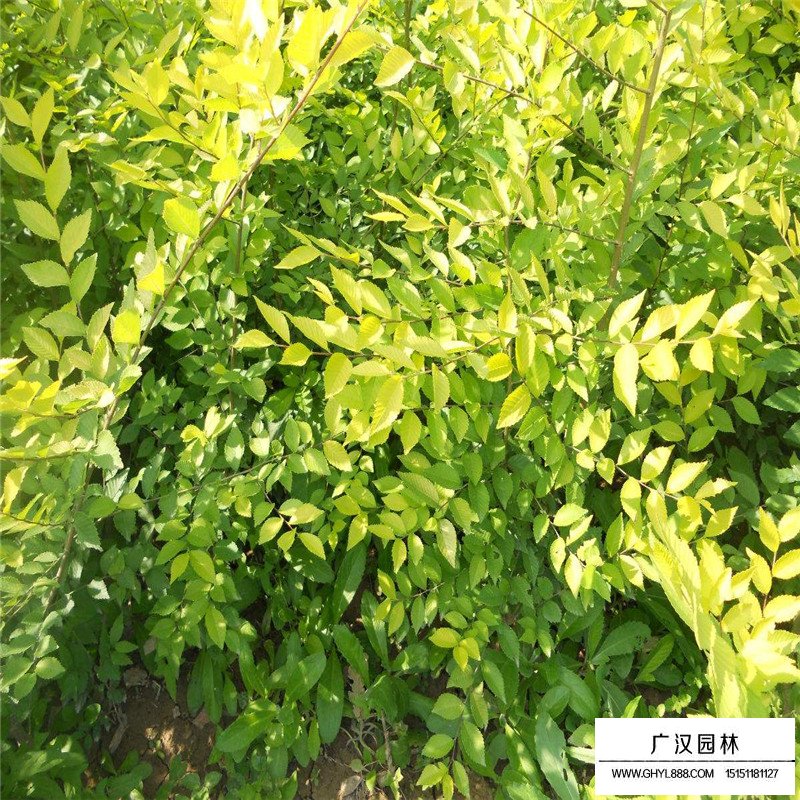 金葉榆病蟲防治