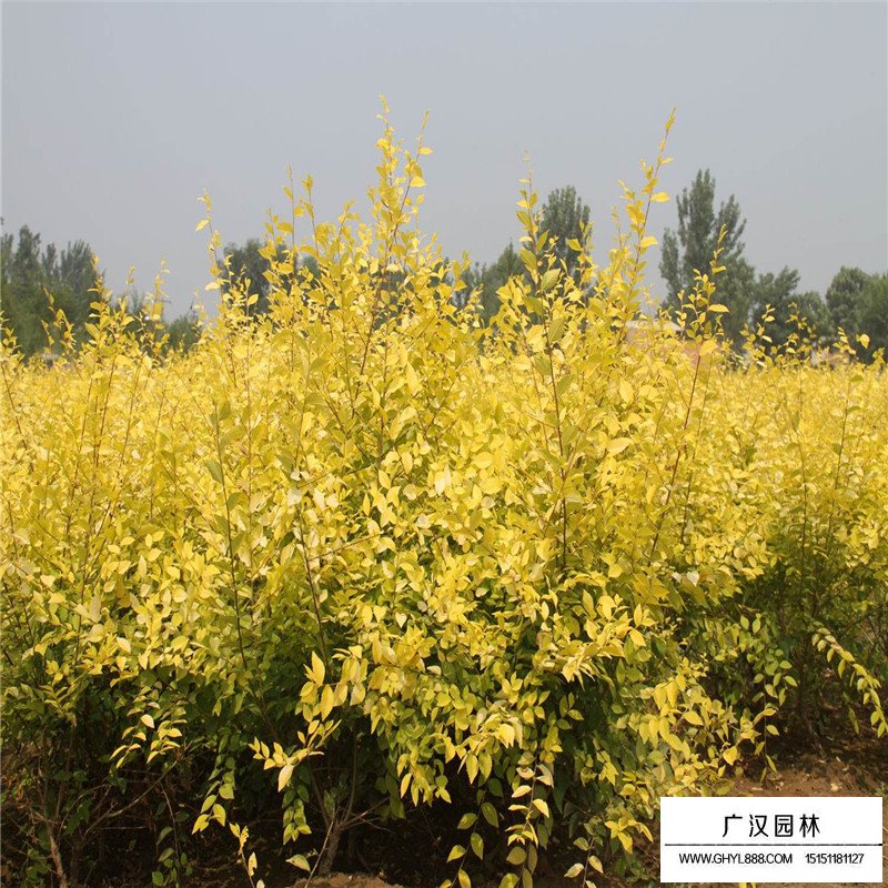 金葉榆修剪方法