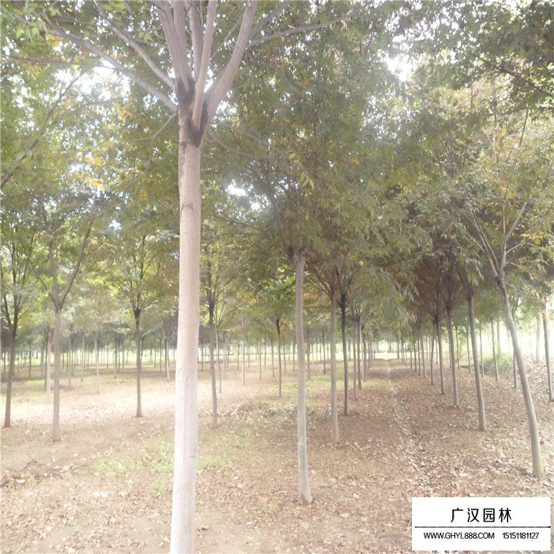 櫸樹苗木管理