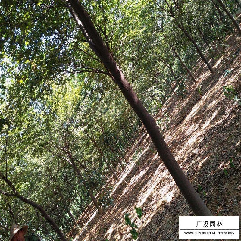 櫸樹相關簡介