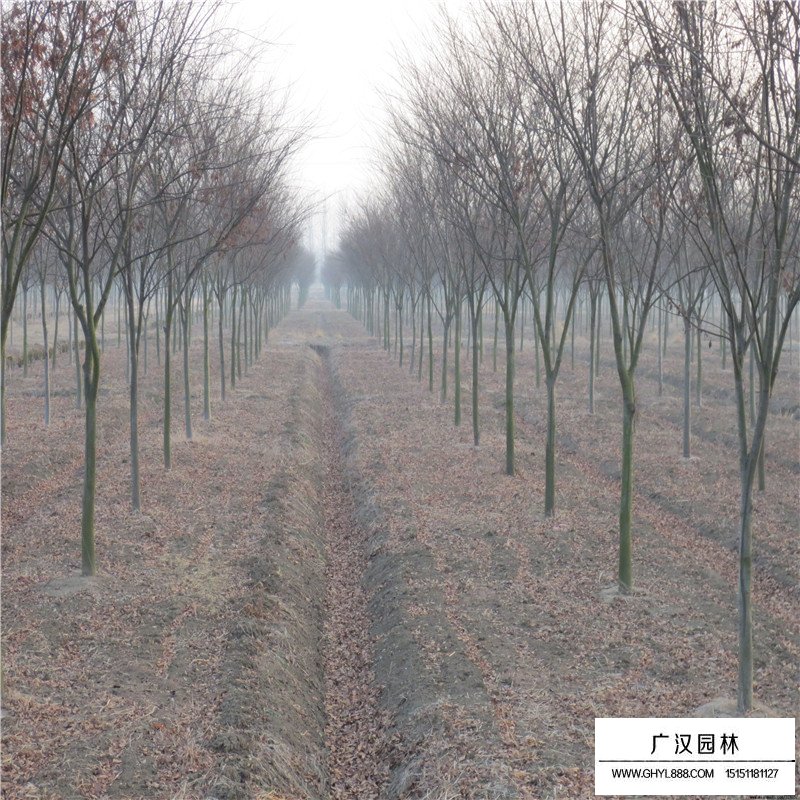 櫸樹相關簡介