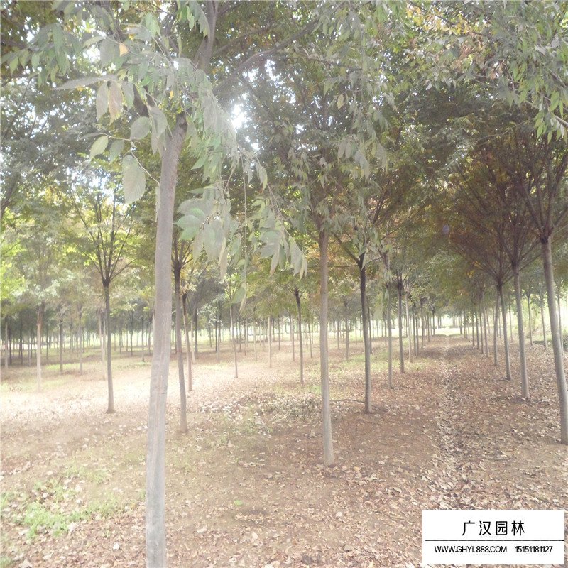 櫸樹栽培方法