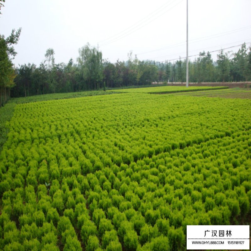 灑金柏栽培技術
