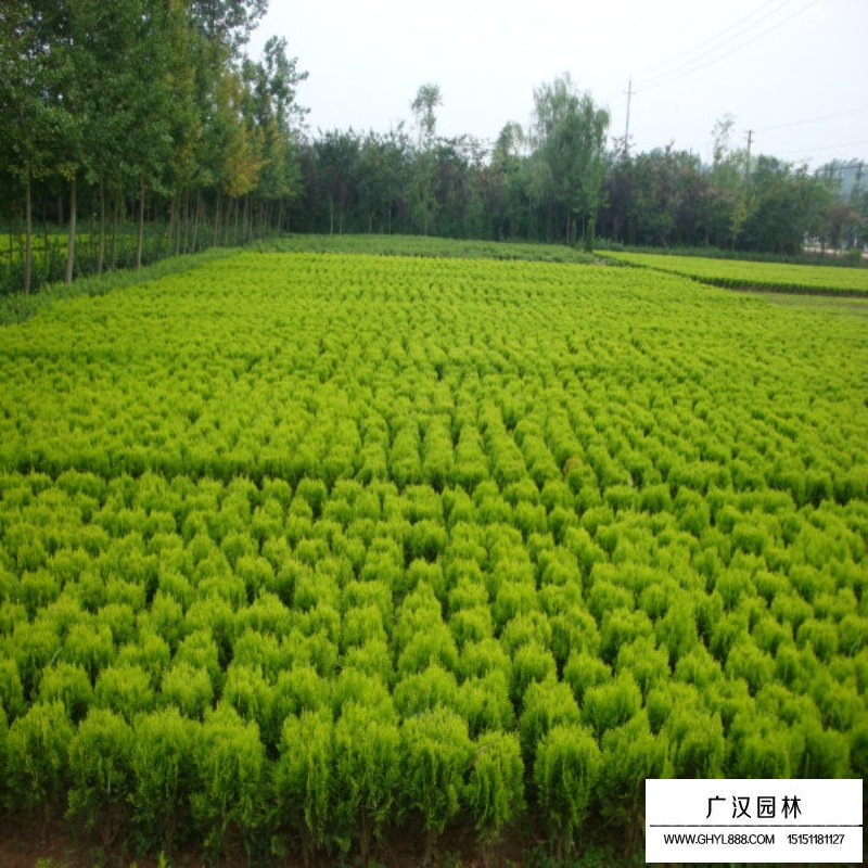 灑金柏栽培技術