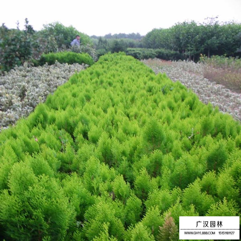 灑金柏栽培技術