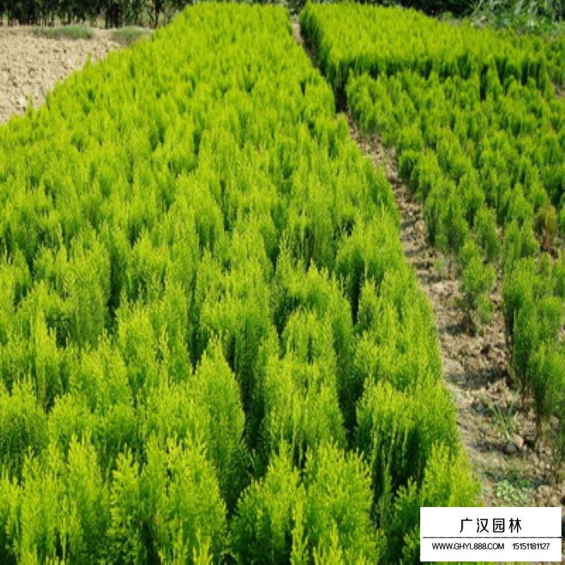 灑金柏基地