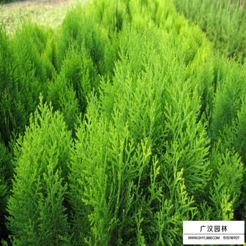 灑金柏盆景