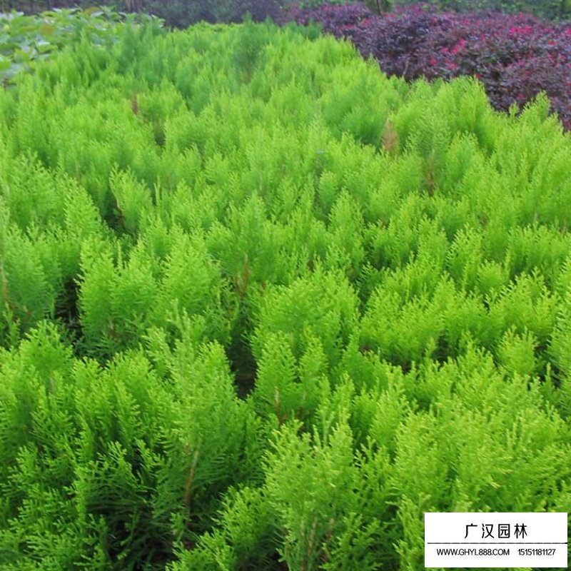 灑金柏盆景