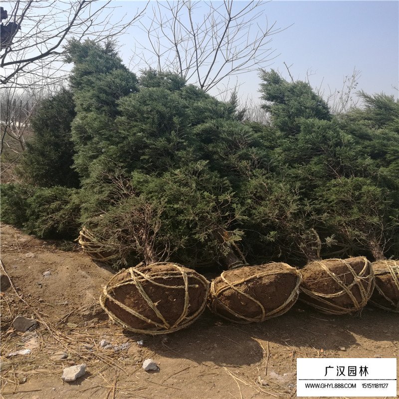 龍柏、蜀檜和塔柏的區別(圖2)