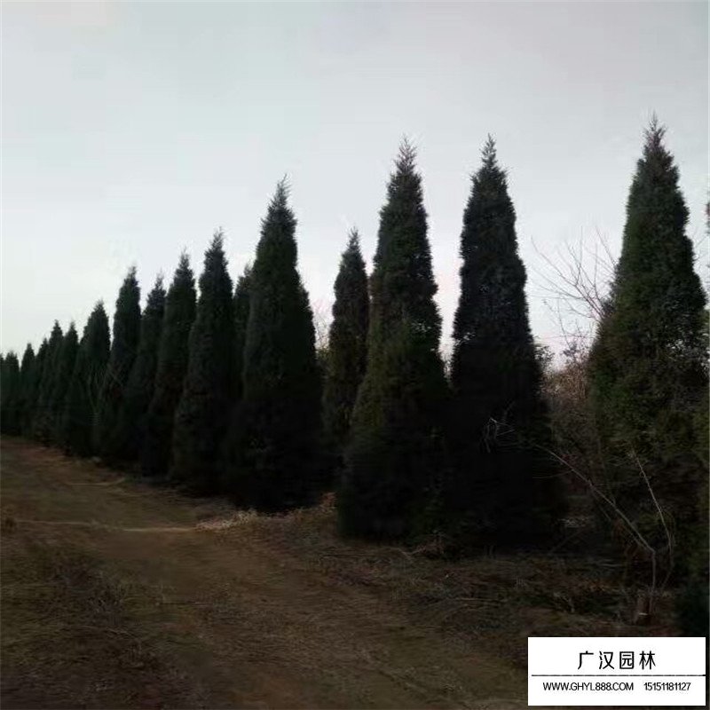 塔柏價值