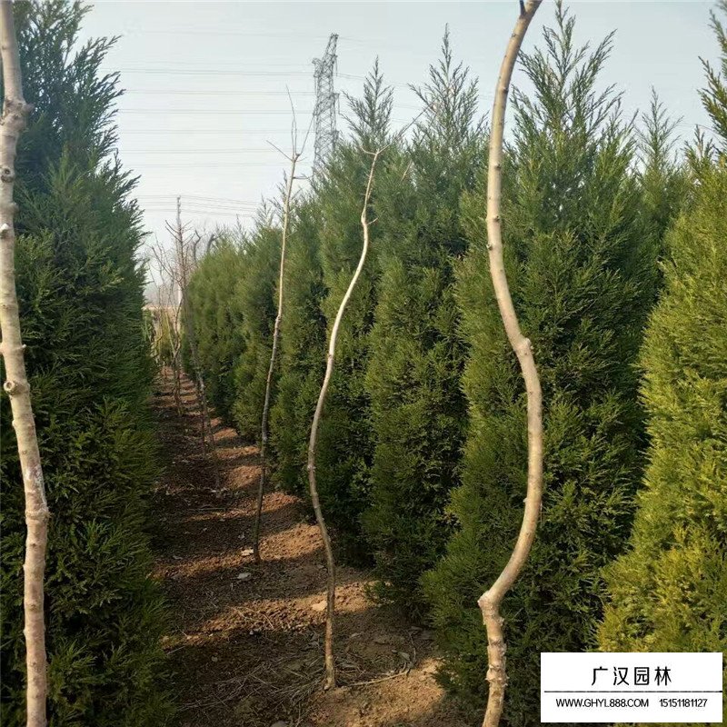 塔柏價值
