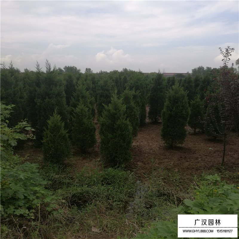 塔柏樹移栽時間