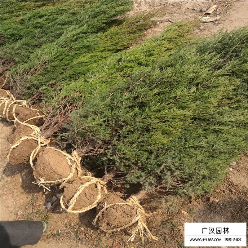 塔柏樹移栽時間