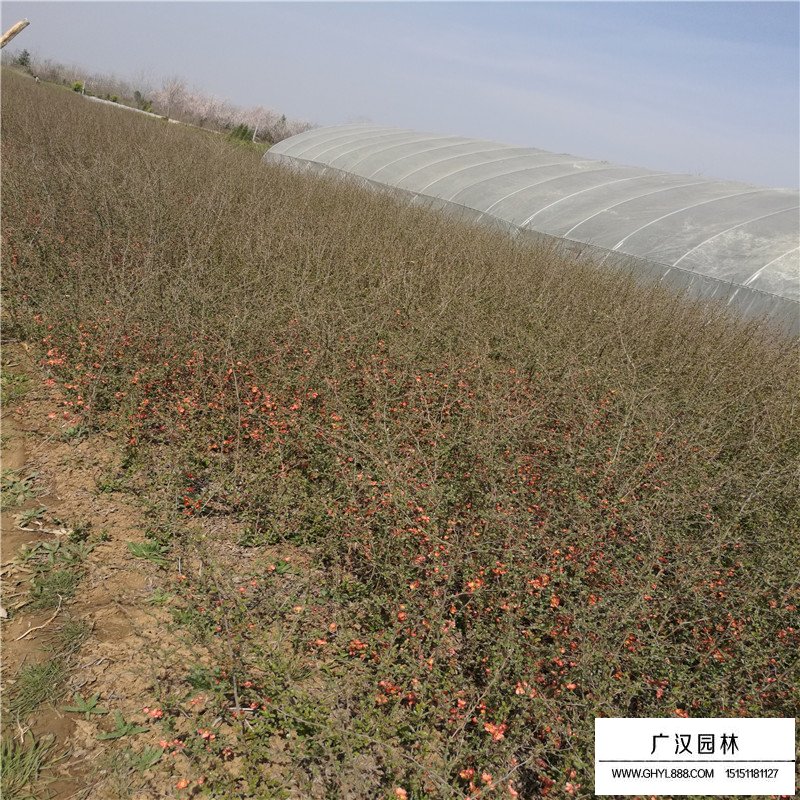 貼梗海棠基地