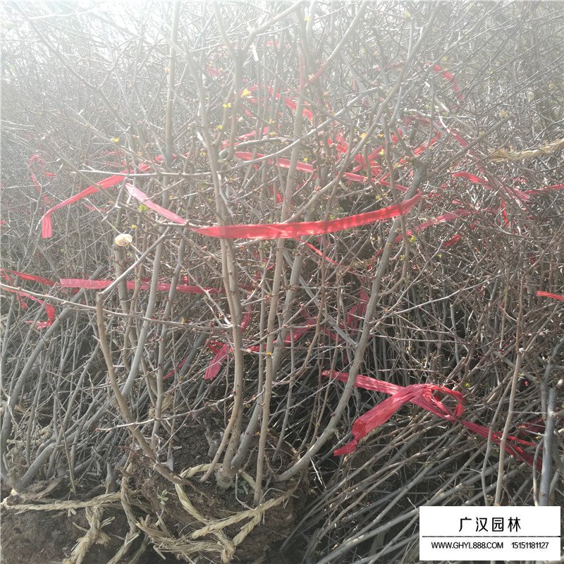 貼梗海棠基地