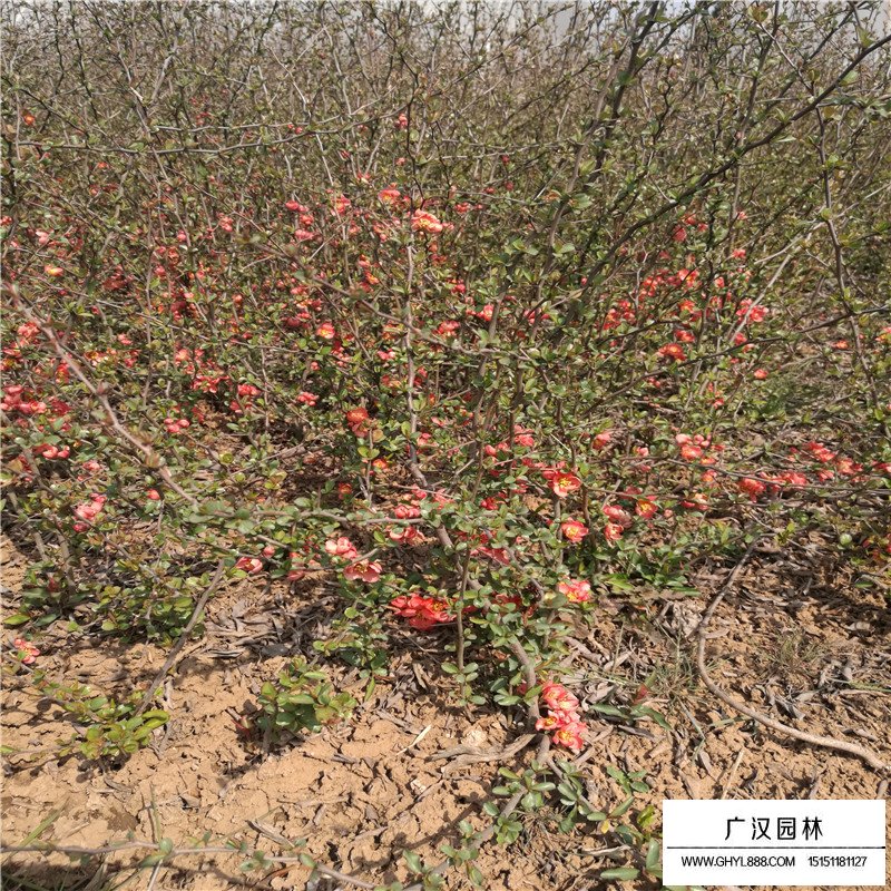 貼梗海棠病蟲害防治