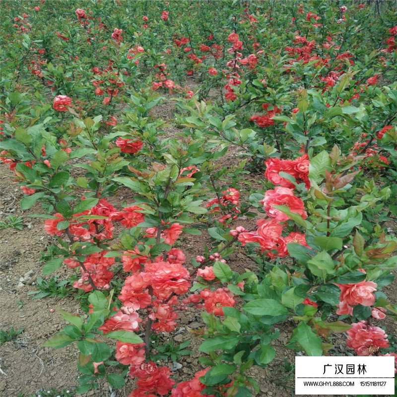 貼梗海棠病蟲害防治