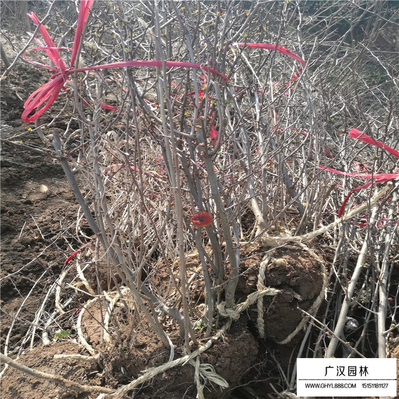 貼梗海棠繁殖方法