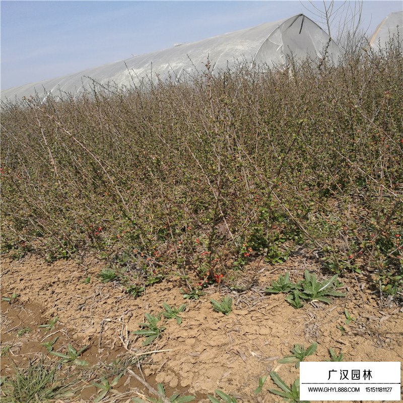 貼梗海棠繁殖方法
