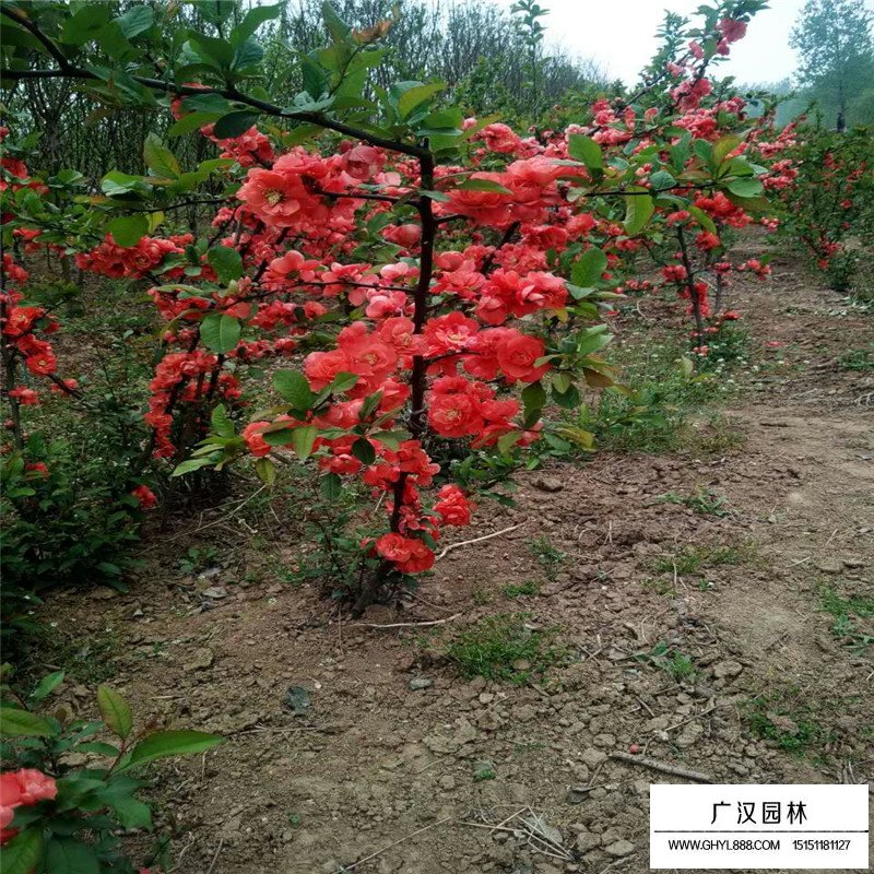 貼梗海棠繁殖方法
