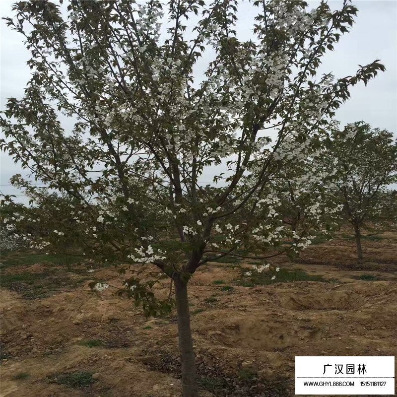 日本晚櫻和日本早櫻區別